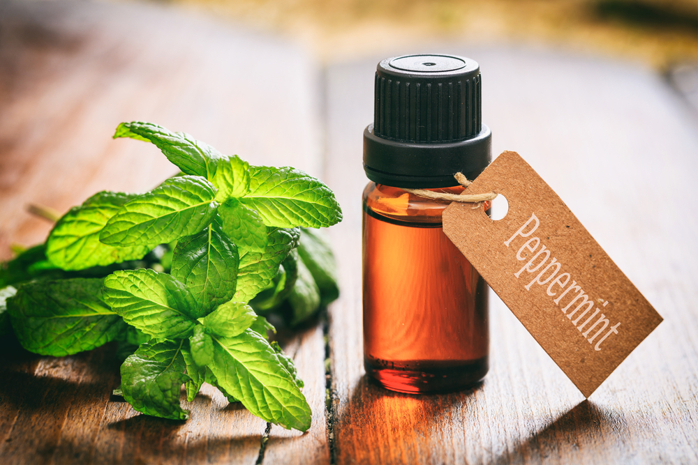 green pest control ingredient, peppermint essential oil, in a container beside leaves of peppermint