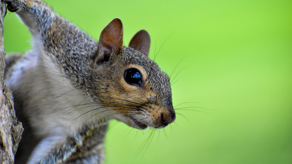 Humane Wildlife Control in Atlanta | Non-Toxic Solutions | The Green Queen