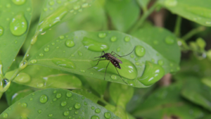 A mosquito on a green leaf