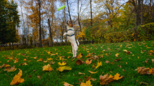 A Jack Russell Terrier leaps for a green frisbee in a park filled with fallen autumn leaves.