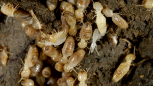 A close-up of a termite colony, showing various stages of development.